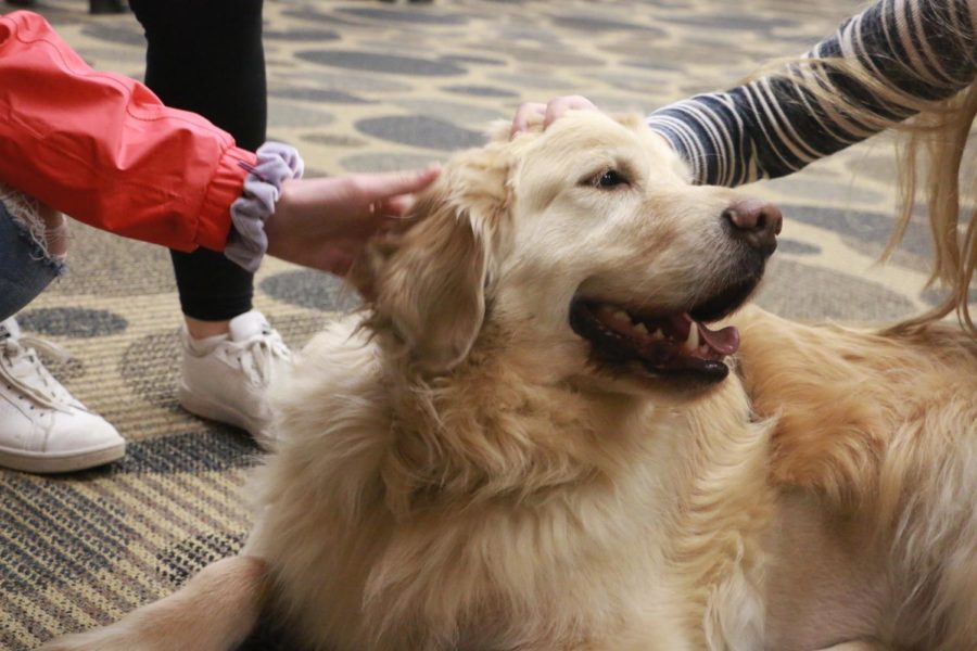 Students pet therapy dogs brought in Monday as part of Mental Health Awareness Week.