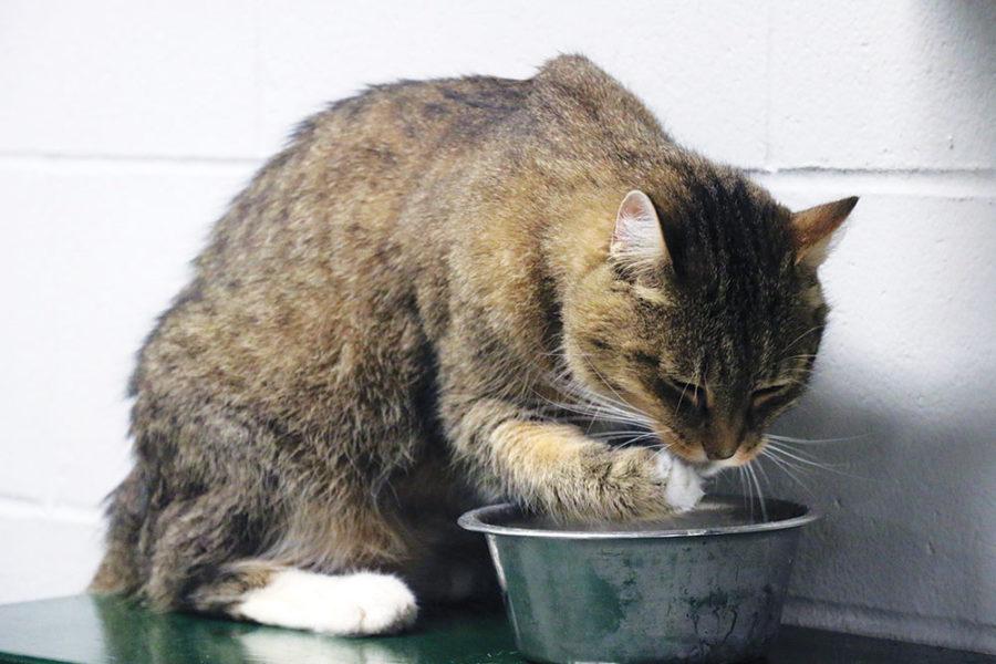 FEEDING THE FELINE:
This shelter cat drinks water from a bowl. Senior Mayil Bhat said many animals here don’t receive the love they deserve.