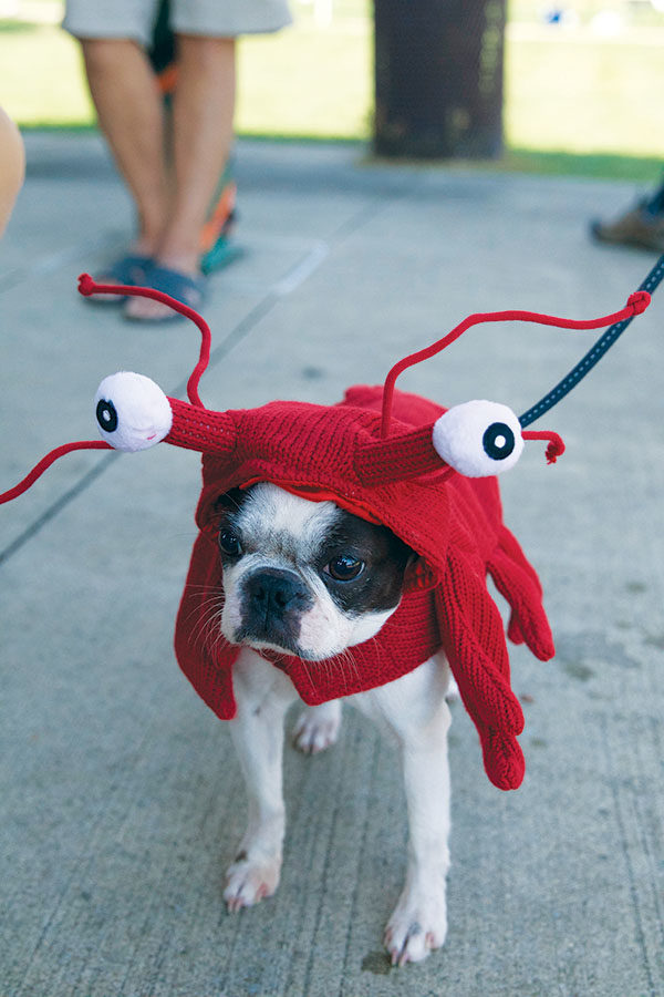 DOGS FUR-EVER:
Senior Hannah Kosc dressed her dog Poppy Kosc, a Boston Terrior, as a lobster for Carmel Mayor’s Youth Council’s Howl-o-ween event. This was its first year hosting the event.
