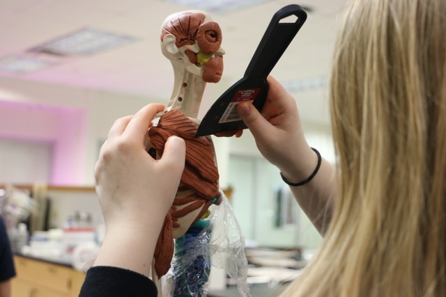 Body Building:
Sophomore Ayla Dimon creates muscles located on the human body out of clay to put on her Mannekin in her Human Body Systems class on March 15. Dimon says that they use the Mannekins to learn where different body parts and organs are located on the human body and it helps her visualize where everything is located in her head.