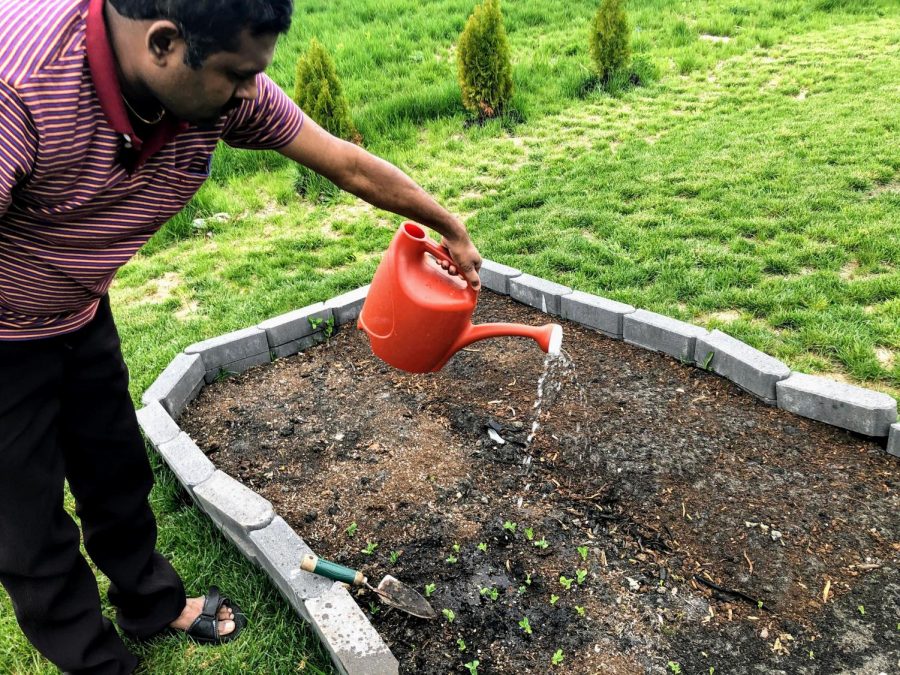 On a sunny Saturday afternoon, Ramkumar Ramakrishnan waters his newly planted vegetables. With the increase of free time during this quarantine, Ramakrishnan picked up the hobby of gardening, a laborious task requiring all members of the family to help out. “[By building a garden] we will be able to get fresh vegetables and get the whole family healthy without the use of fertilizers or pesticides. We can also avoid going grocery shopping and lessen the risk of contracting the [corona]virus.”