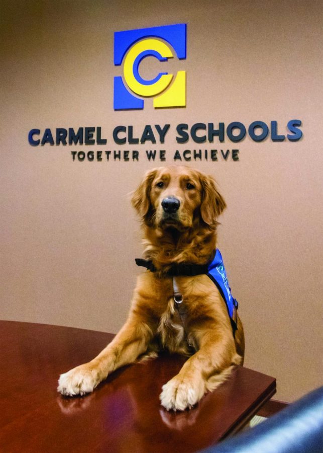 Facility dog Jim Dandee  poses for a photo. Jim Dandee started working for the CCS district at the end of September. 
