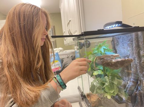 Junior Ali Schuman takes her gecko out of its cage. Schuman said
even though her gecko is confined to staying
inside, having
pets has helped
her connect to wildlife and understand the difficulties associated with taking care of pets.