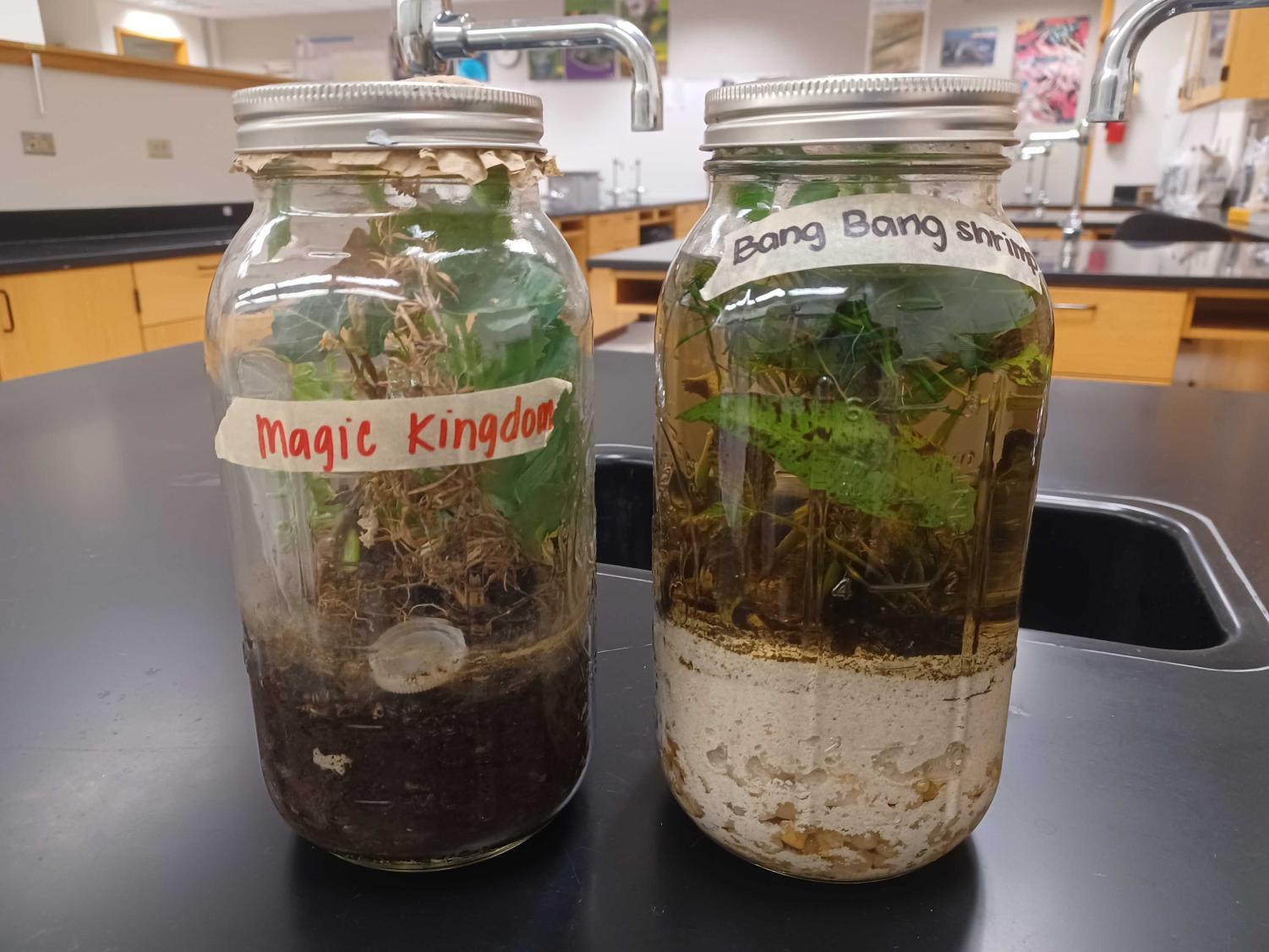 AP Biology students created self-sustaining ecosystems for their ecology unit project. Senior Chloe Winn said, “I like this project because we had to take things around us outside that we might not notice and shrink it all down to put in a jar.”
