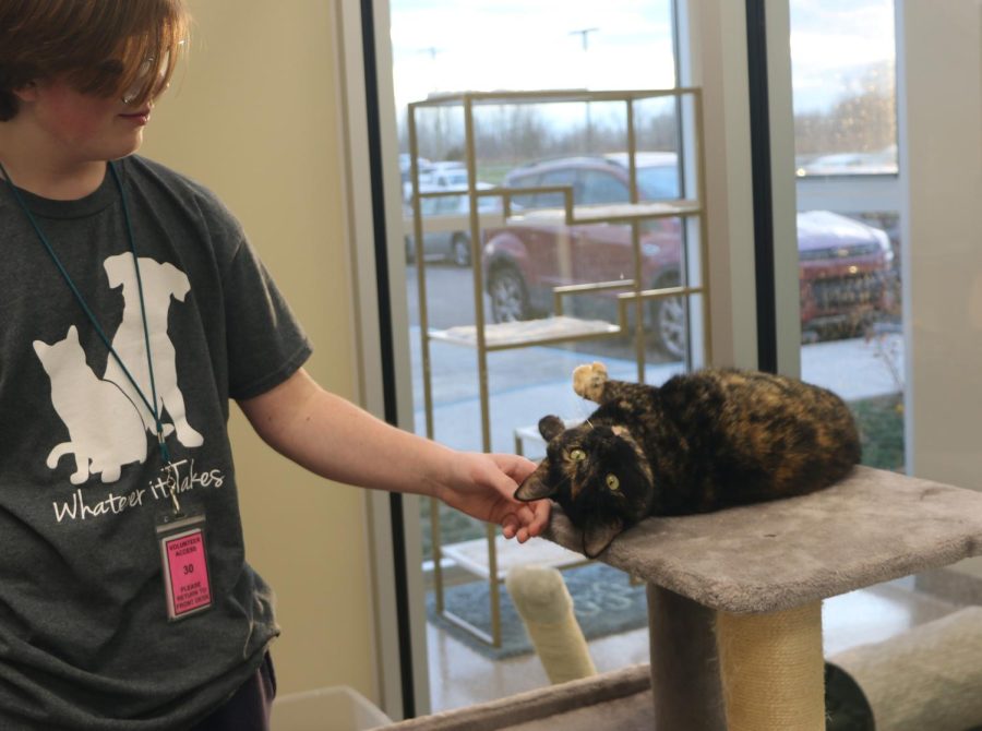 A volunteer at the Humane Society for Hamilton County takes care of a cat awaiting adoption. Jennifer Hatcher, director of development at the Humane Society for Hamilton County, said adopting a pet is life-saving for animals facing the risk of euthanasia.