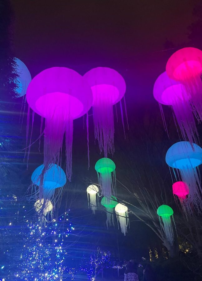 The Under the Sea lights display at the Cincinnati Zoo allows visitors to walk under a wave of multicolored jellyfish. Although this could be considered a statement on how loss of most jellyfishes’ predators due to climate change has led to their proliferation, the zoo has advertised it as merely a modern attraction.