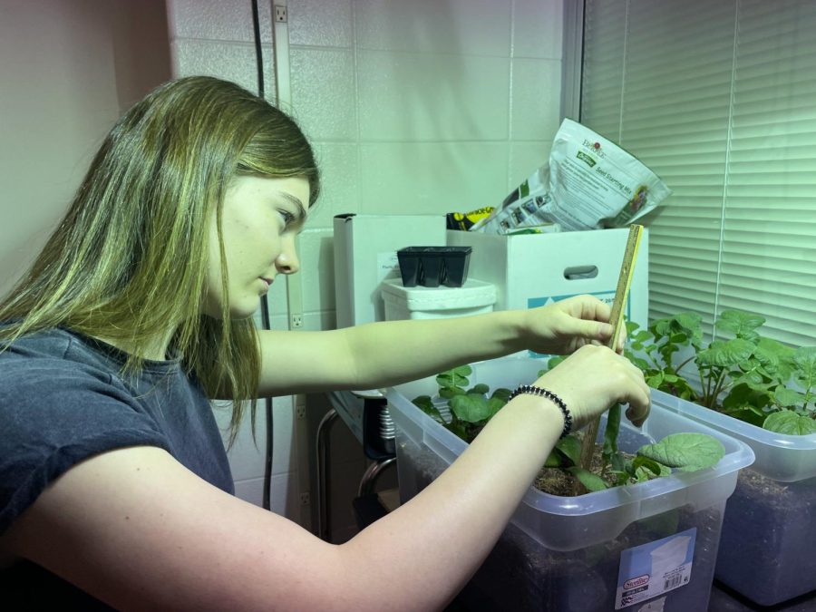 Junior Kenzie Mattingly waters and measures plants kept in a biology room for scientific observation. She said as a woman in the life sciences there have  been times where shes been afraid to give her input. 