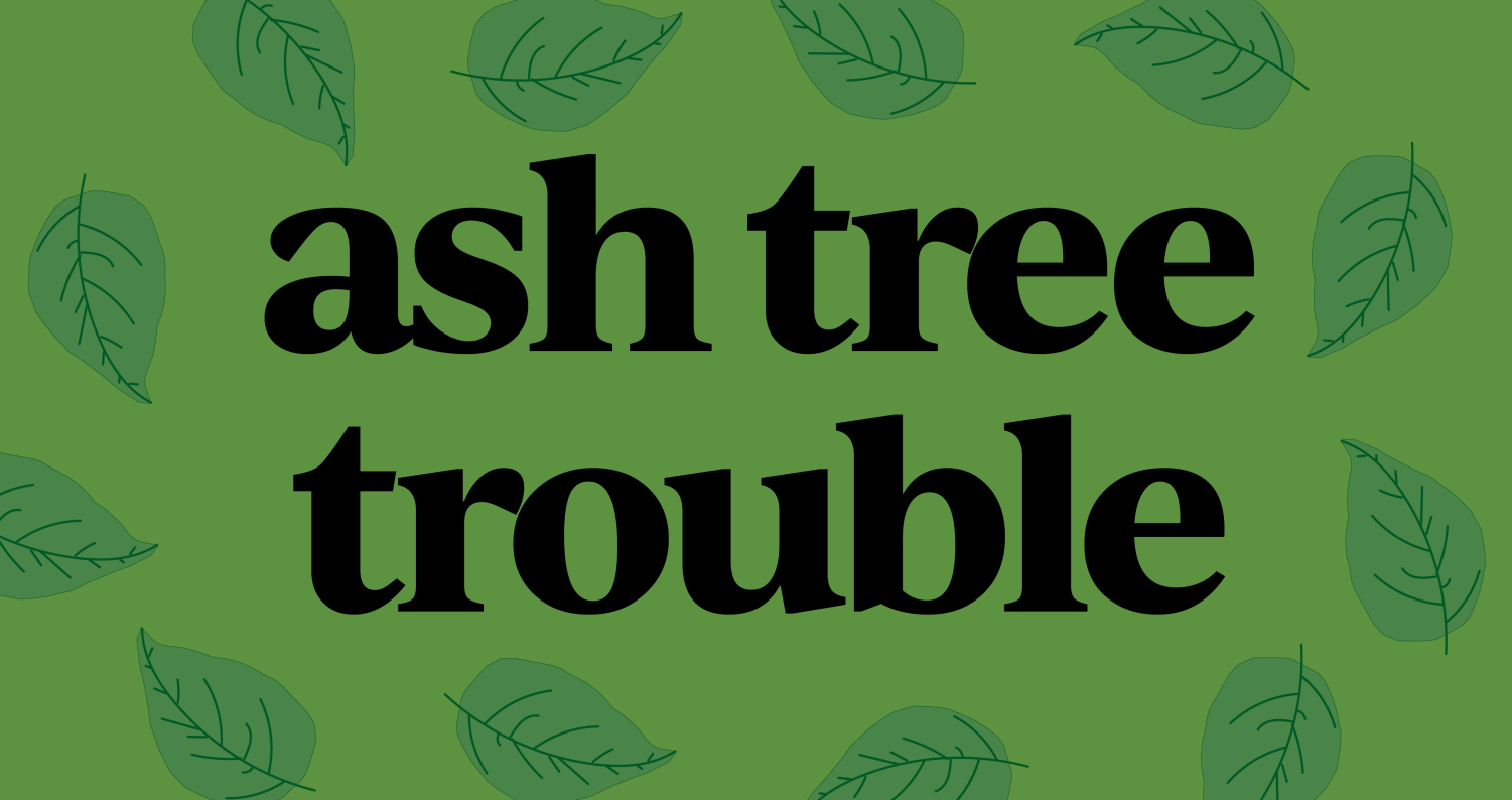 Ash Tree Trouble