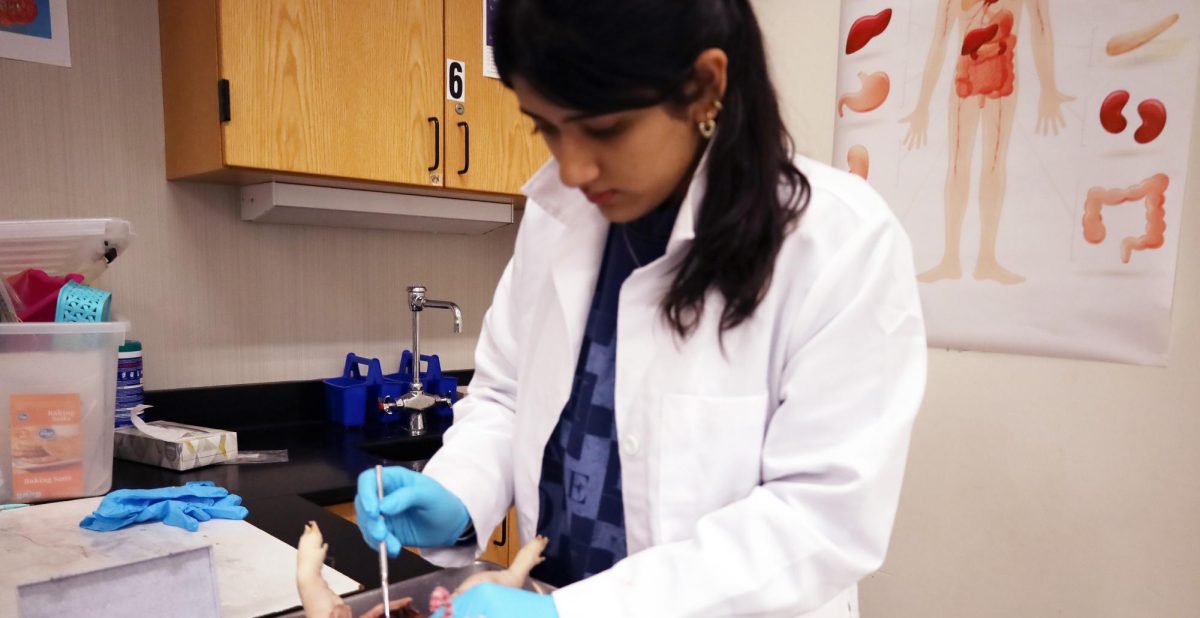 Senior Vritika Arya dissects a baby pig for her Biomedical Innovations class. "I realized I loved (the program), and then I did it all four years," she said. "Today we’re cutting up pigs and looking at their anatomy, and those little things excite me so much.”