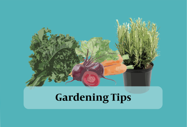 Q&A with Aleeza Price, co-president of Gardening Together club, on gardening for beginners